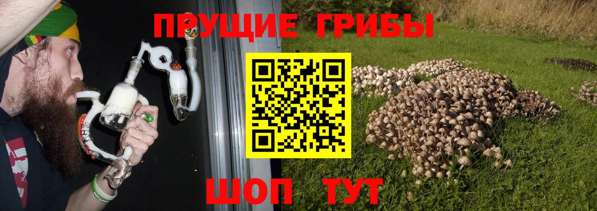 Галлюциногенные грибы Psilocybine cubensis  Вход с VPN  Кунгур 